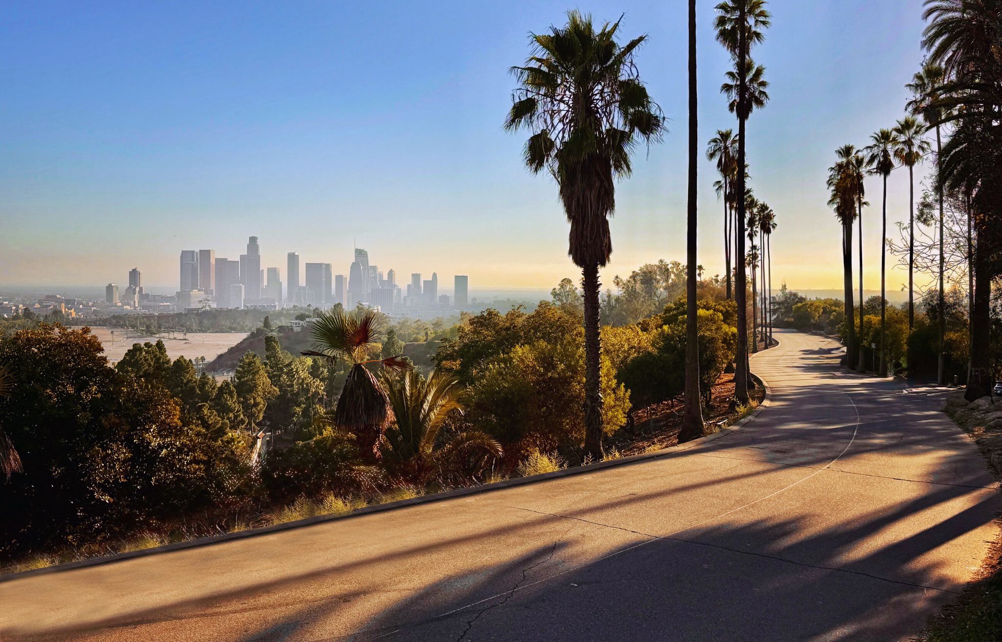 Los Angeles viewed from a palm-lined hillside road